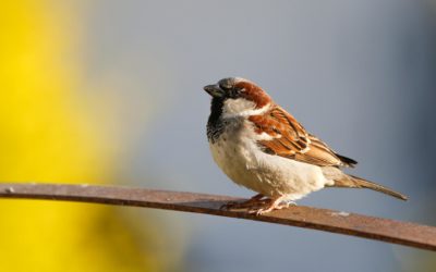 Dak of gevel isoleren? Kies voor natuurvriendelijk!