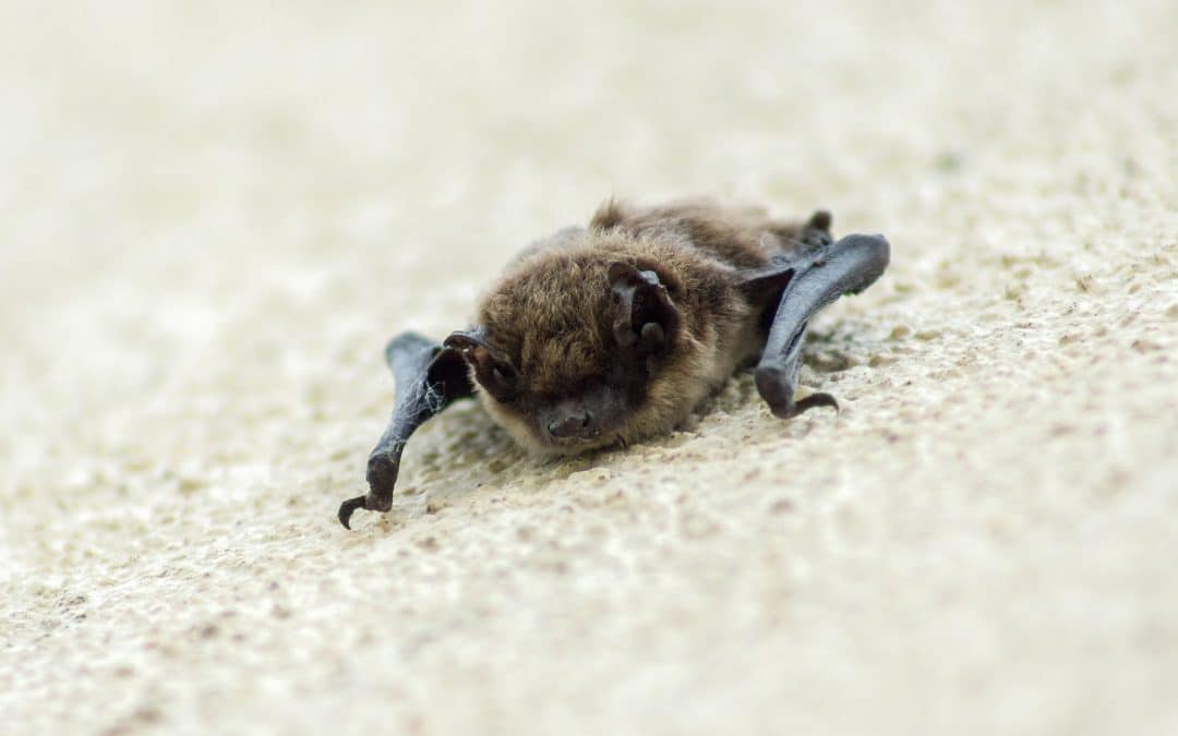 Natuurvriendelijk isoleren verplicht